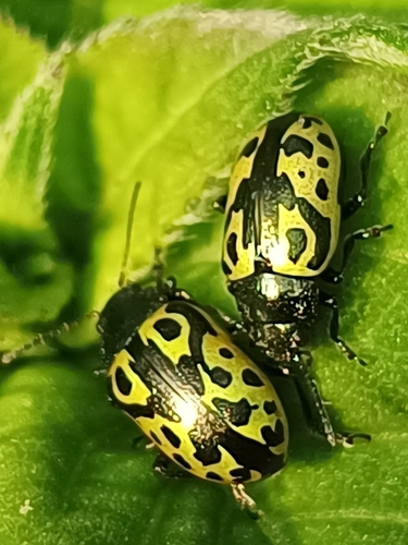 Calligrapha signatipennis