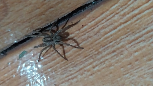 Lycosa erythrognatha