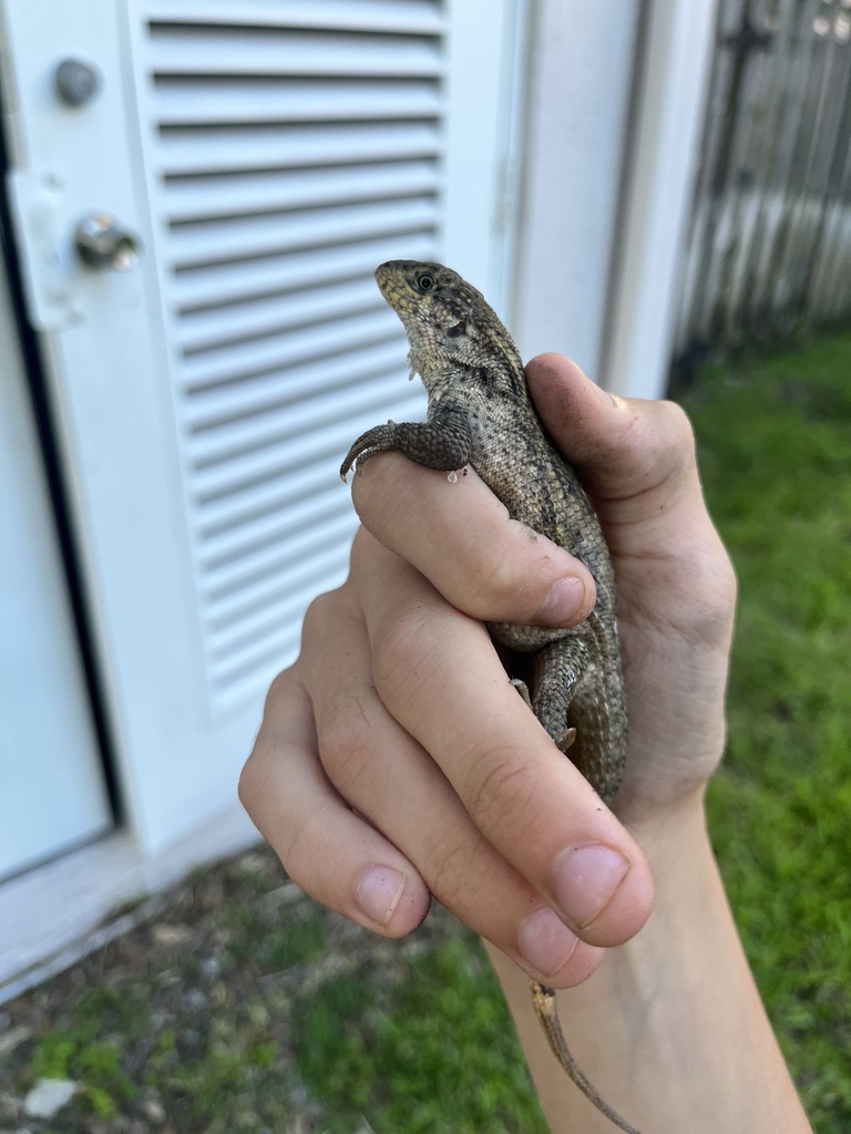 Little Bahama Curly-tailed Lizard from SW 154th Circle Ct, Miami, FL ...