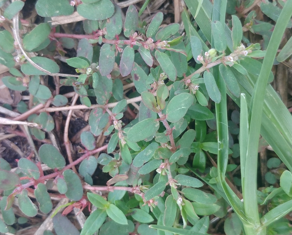 Spotted spurge from Brevard County, FL, USA on July 01, 2022 at 10:29 ...