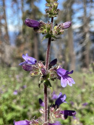 Penstemon anguineus