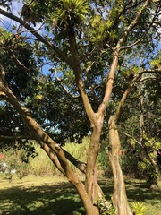 Psidium guajava image