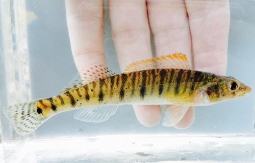 Ozark Logperch