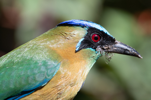 Lesson's Motmot