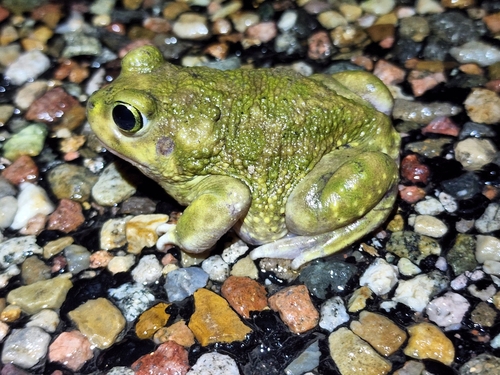 Couch's Spadefoot