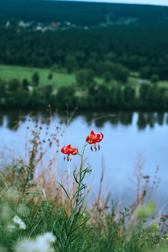 Coral Lily