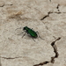 Death Valley Tiger Beetle - Photo (c) rjadams55, all rights reserved, uploaded by rjadams55