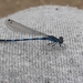 Coenagrion castellani - Photo (c) Alessandro Durastante de Pietro, all rights reserved, uploaded by Alessandro Durastante de Pietro