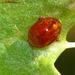 Sphaeroderma rubidum - Photo (c) Valter Jacinto，保留所有權利