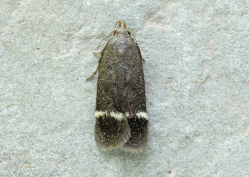 Lupine Leafroller Moth