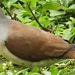 Pallid Dove - Photo (c) Rudy Gelis, all rights reserved, uploaded by Rudy Gelis