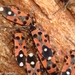 Horvathiolus syriacus - Photo (c) Valter Jacinto, all rights reserved
