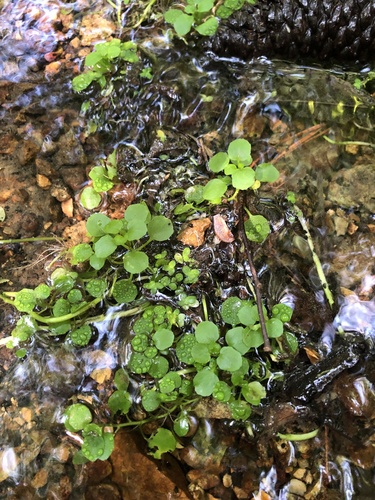 Watercress foliage