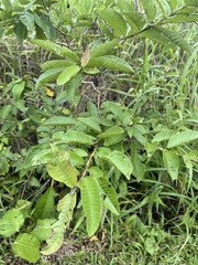 Psidium guajava image