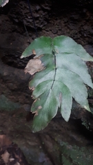 Adiantum macrophyllum image