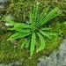 鐵角蕨 - Photo 由 Darren Kirby 所上傳的 (c) Darren Kirby，保留所有權利