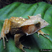 Banded Horned Treefrog - Photo (c) Euclides "Kilo" Campos, all rights reserved, uploaded by Euclides "Kilo" Campos
