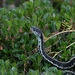Puget Sound Garter Snake - Photo (c) warbler111, all rights reserved