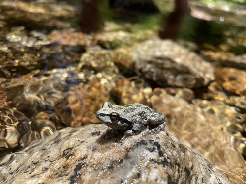 iNaturalist observation photo of Pacific chorus frog