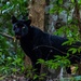 Panthera pardus delacouri - Photo 由 Pornchanok Raksaseri 所上傳的 (c) Pornchanok Raksaseri，保留所有權利
