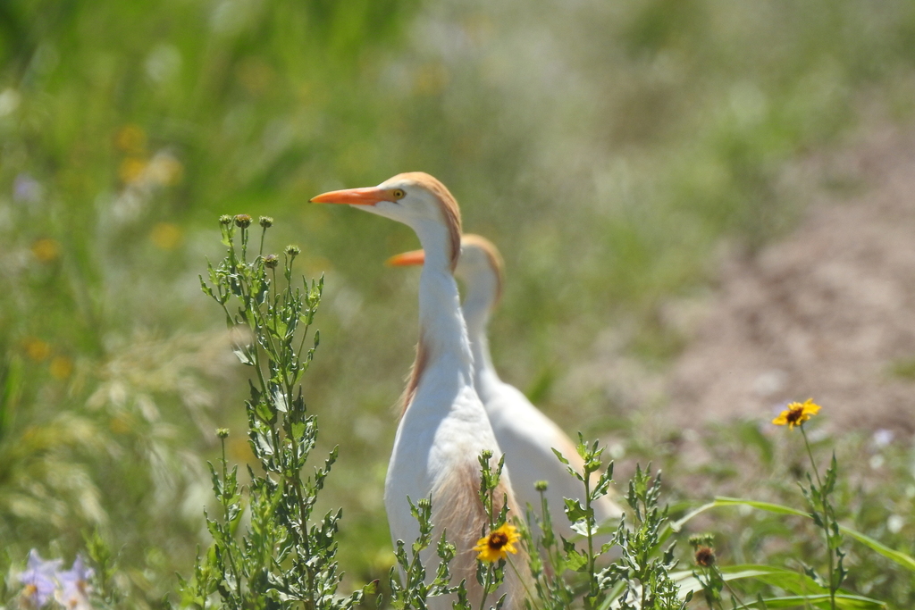 Cattle Egret From Municipio De Torre N Coah M Xico On July 03 2022   Large 