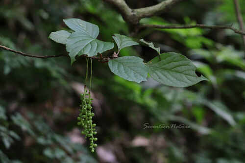 Lemonwood (Schisandra sphenanthera)