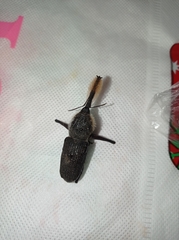 Rhinostomus barbirostris image