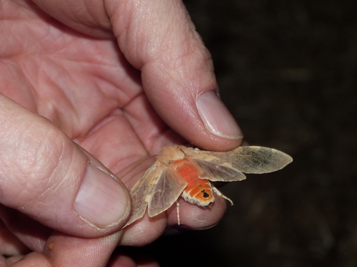 iNaturalist observation photo of Edwards' Glassy-wing