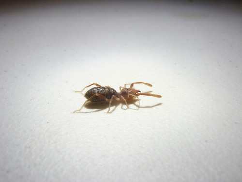 iNaturalist observation photo of Eremobates