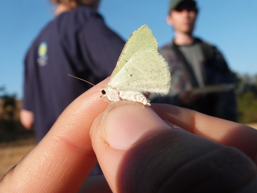 iNaturalist observation photo of Wavy-lined Emerald