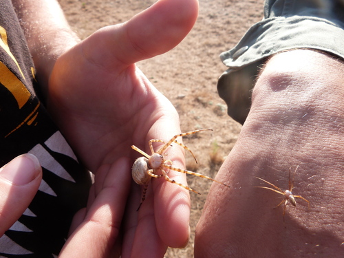iNaturalist observation photo of Banded Garden Spider