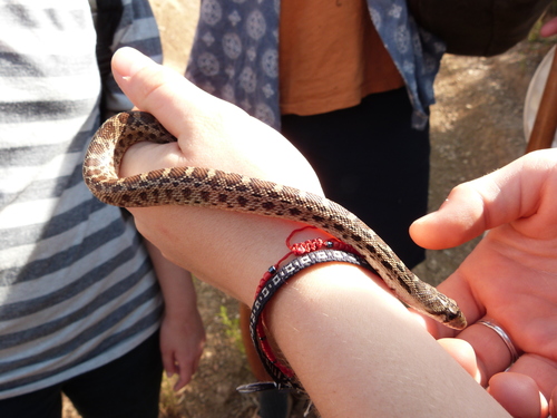 iNaturalist observation photo of Pacific Gopher Snake
