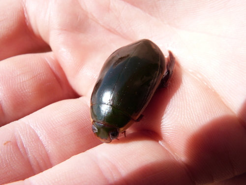 iNaturalist observation photo of Cybister explanatus