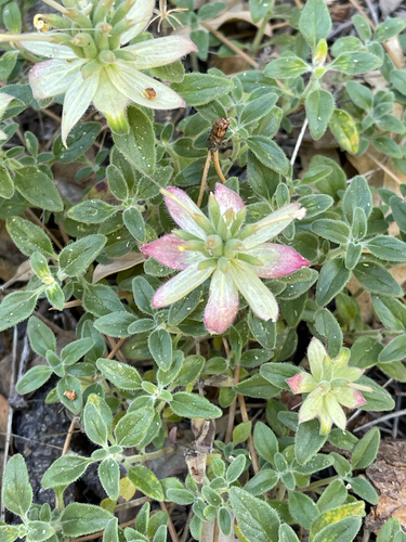 iNaturalist observation photo of Yellow monardella