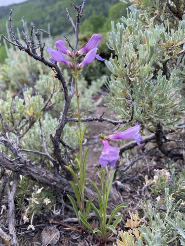 Aquarius Plateau beardtongue (Penstemon parvus)