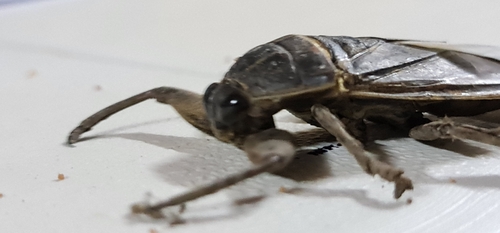 African Giant Water Bug