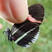 Heliconius erato cyrbia - Photo (c) Rudy Gelis, all rights reserved, uploaded by Rudy Gelis