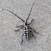 Cottonwood Borer - Photo (c) Cindy Larson Cobb, all rights reserved, uploaded by Cindy Larson Cobb