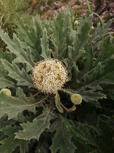 Echinops giganteus
