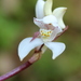 Govenia purpusii - Photo (c) Julio Alejandro Álvarez Ruiz, todos los derechos reservados, subido por Julio Alejandro Álvarez Ruiz