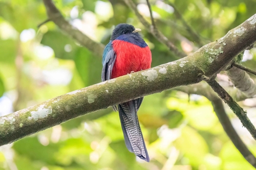 Bar-tailed Trogon