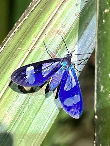 Cacostatia flaviventralis