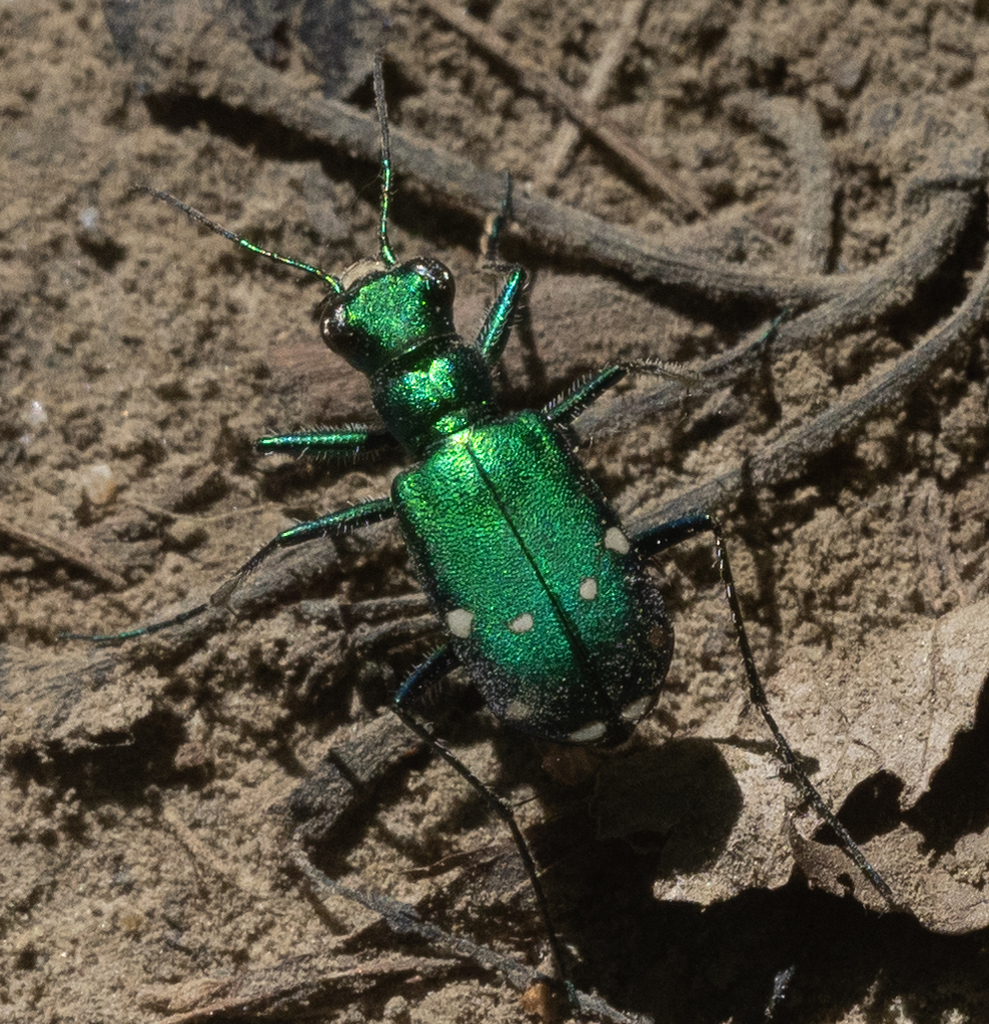 Six-spotted Tiger Beetle from Hamilton County, OH, USA on July 4, 2020 ...