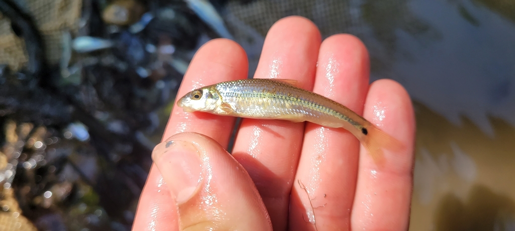 Suckermouth Minnow from Egypt Township, MO, USA on July 4, 2022 at 10: ...