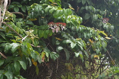 Image of Combretum racemosum