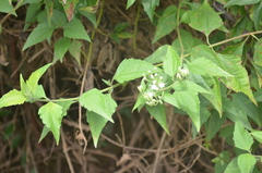 Image of Chromolaena odorata