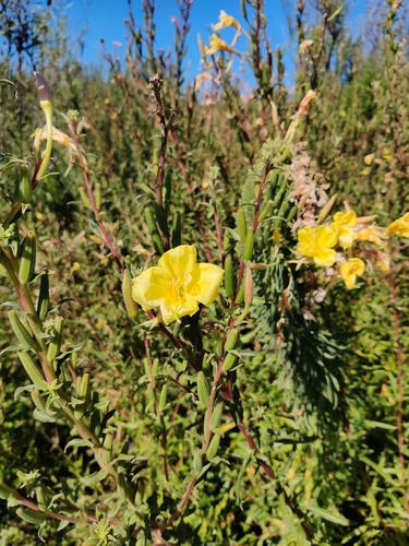 iNaturalist observation photo of tall evening primrose