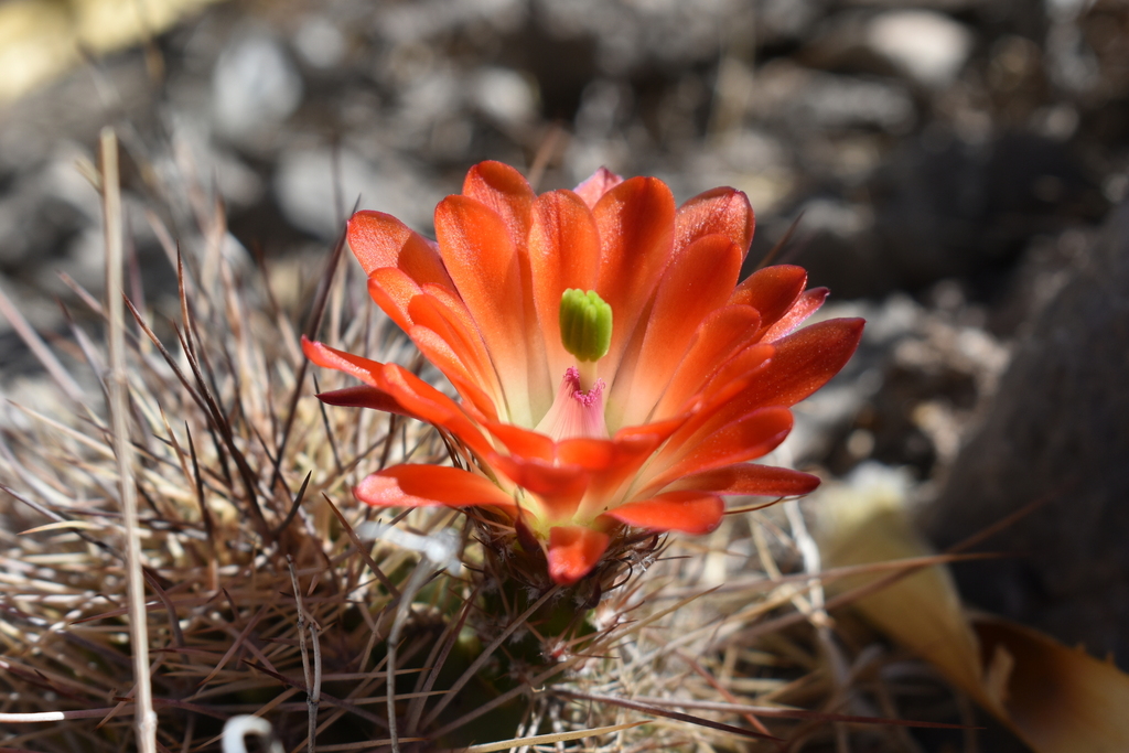 Scarlet Hedgehog Cactus From Municipio De Ju Rez Chih M Xico On