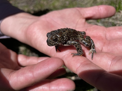 iNaturalist observation photo of Yosemite Toad