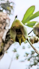 Catasetum maculatum image